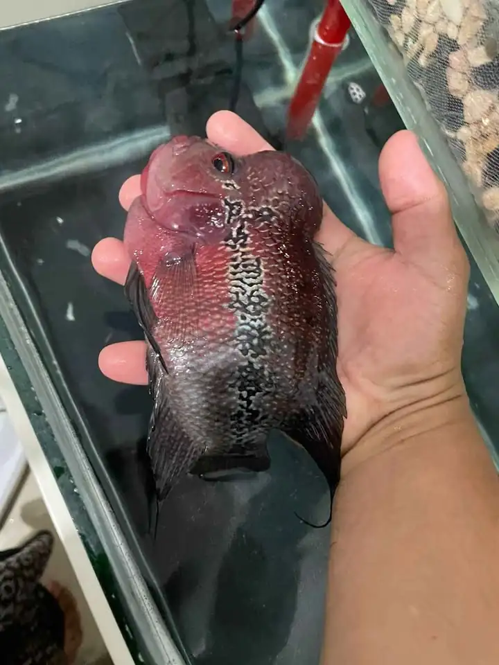 Ikan Louhan