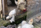 Anakan Ayam Brahma sekitar 2 Bulan