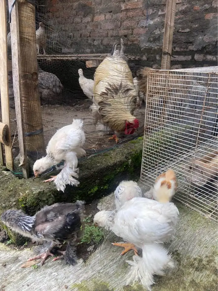 Anakan Ayam Brahma sekitar 2 Bulan