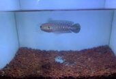 Aquarium Full BG putih fullset