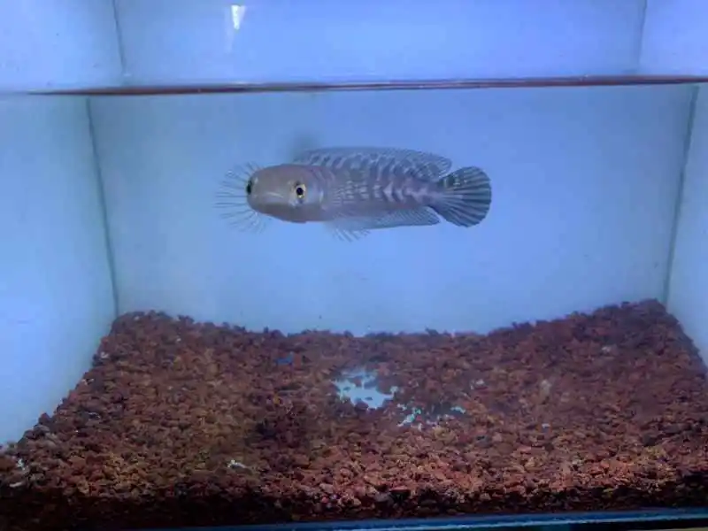 Aquarium Full BG putih fullset