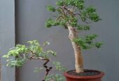 Borong murah bonsai hias 7 pohon