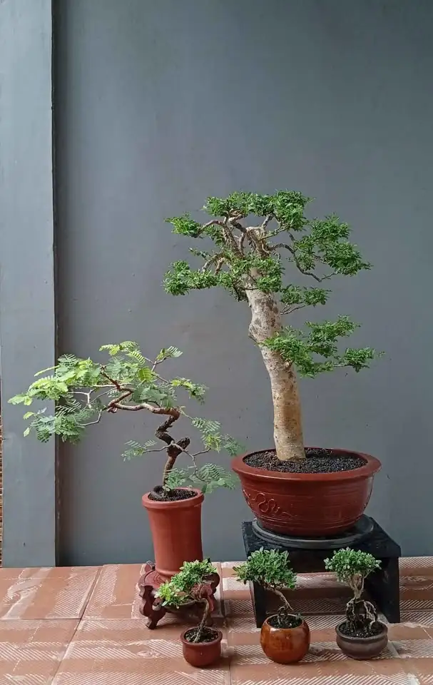 Borong murah bonsai hias 7 pohon