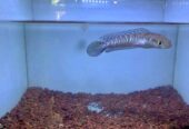 Aquarium Full BG putih fullset