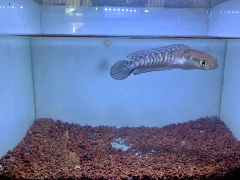 Aquarium Full BG putih fullset