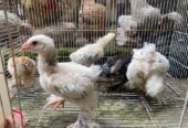 Anakan Ayam Brahma sekitar 2 Bulan
