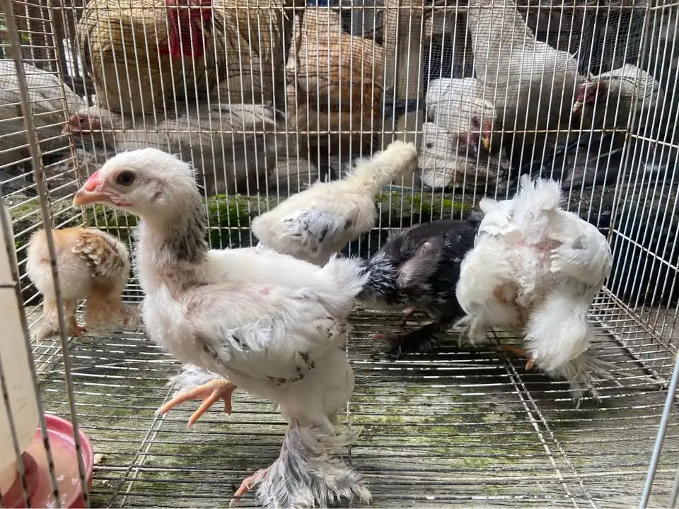 Anakan Ayam Brahma sekitar 2 Bulan