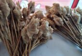 SEMPOL AYAM