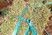 Rumput packing Jepang