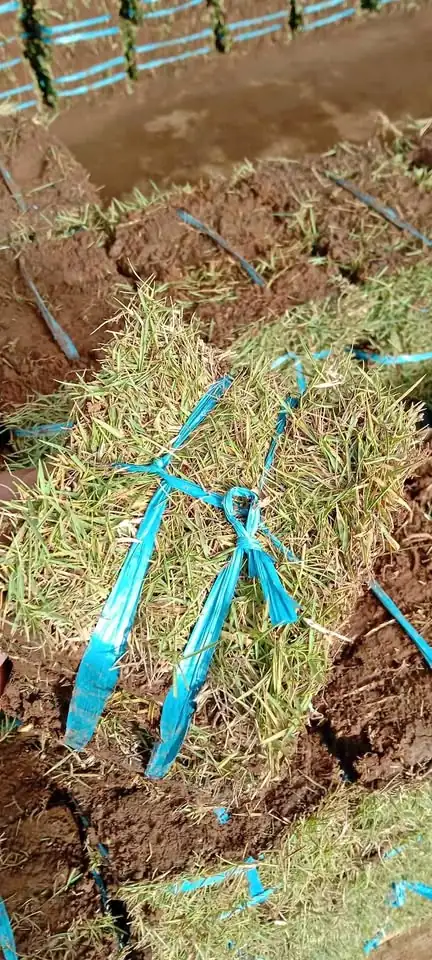 Rumput packing Jepang