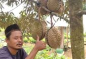 🌿 Bibit Durian Unggulan