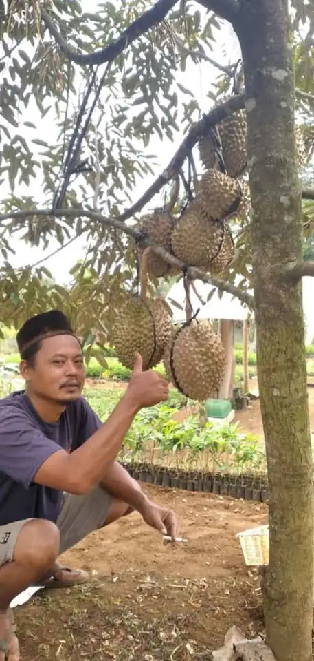 🌿 Bibit Durian Unggulan