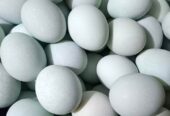Telur asin