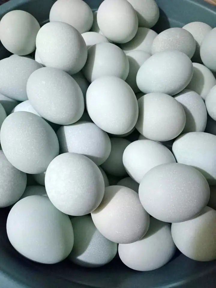 Telur asin