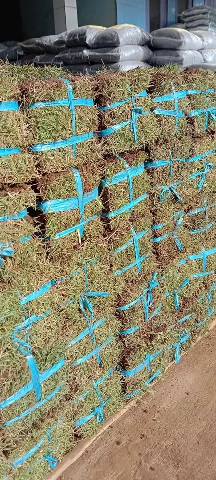 Rumput packing Jepang