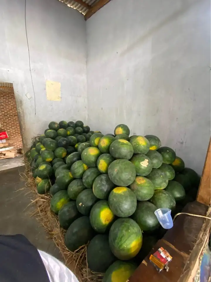 Obral semangka