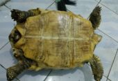 Kura kura sulcata 45cm