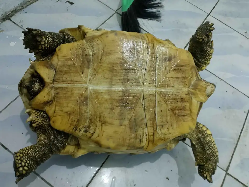 Kura kura sulcata 45cm