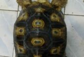 Kura kura sulcata 45cm