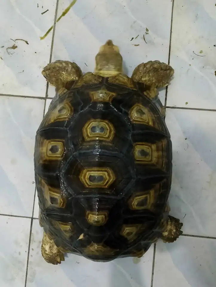 Kura kura sulcata 45cm