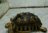 Kura kura sulcata 45cm