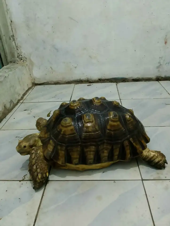 Kura kura sulcata 45cm