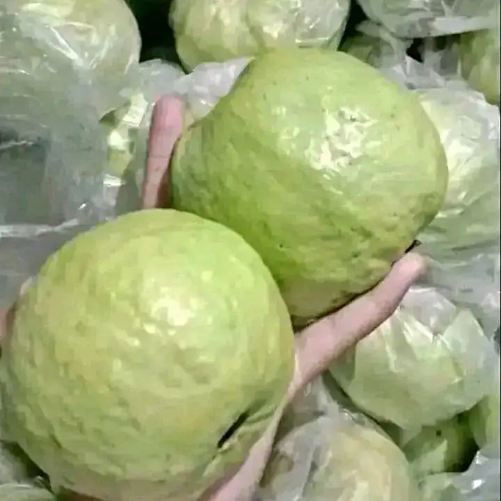 Jambu kristal