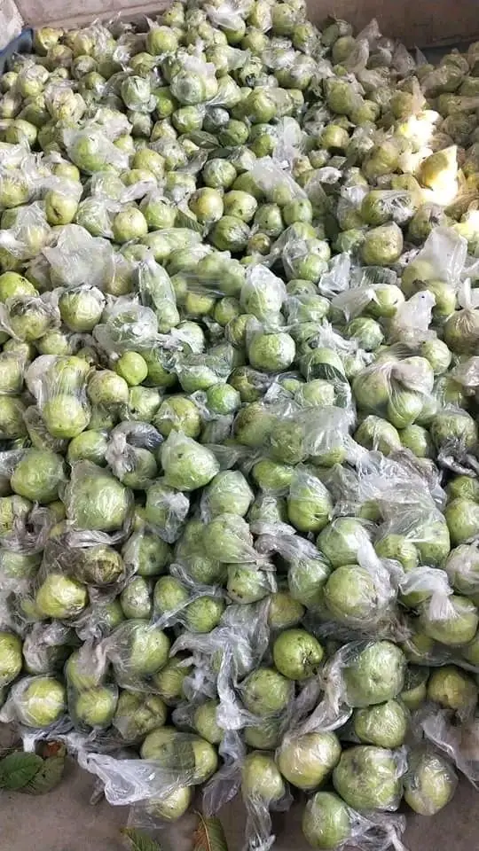 Jambu kristal