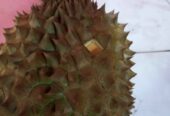 Durian bawor banyumas