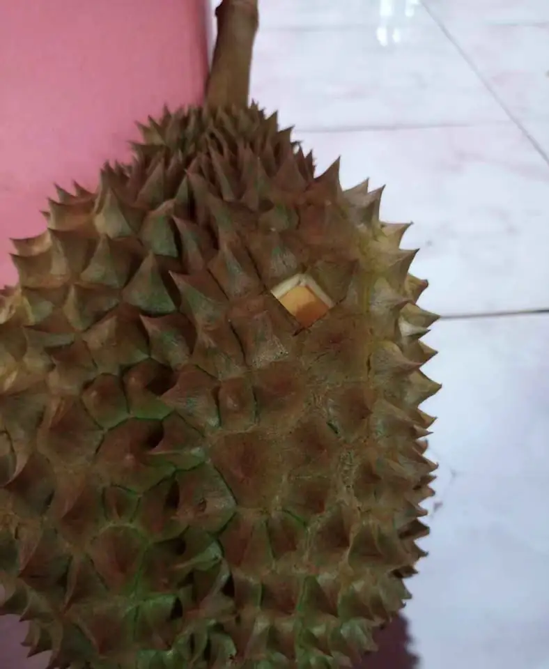 Durian bawor banyumas