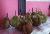 Durian bawor banyumas