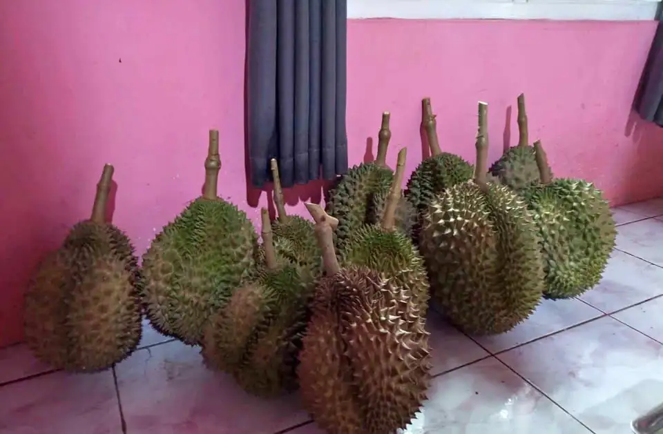 Durian bawor banyumas