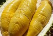 Durian bawor banyumas