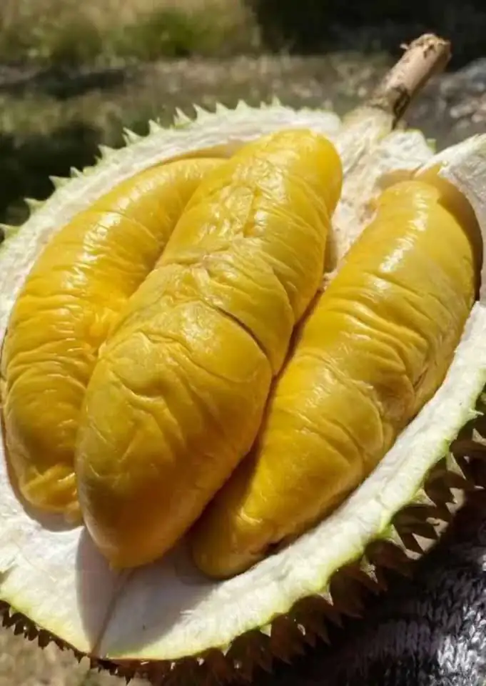 Durian bawor banyumas
