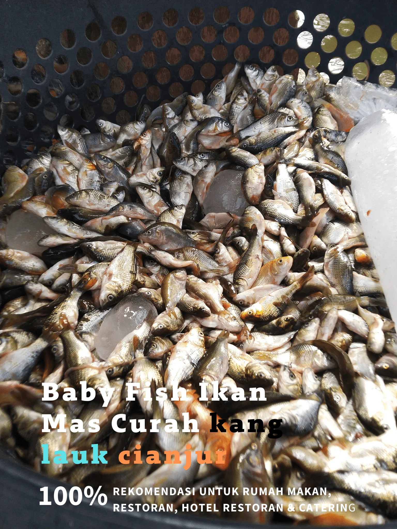 Ikan Balita (ikan mas)
