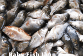 Ikan Balita (ikan mas)