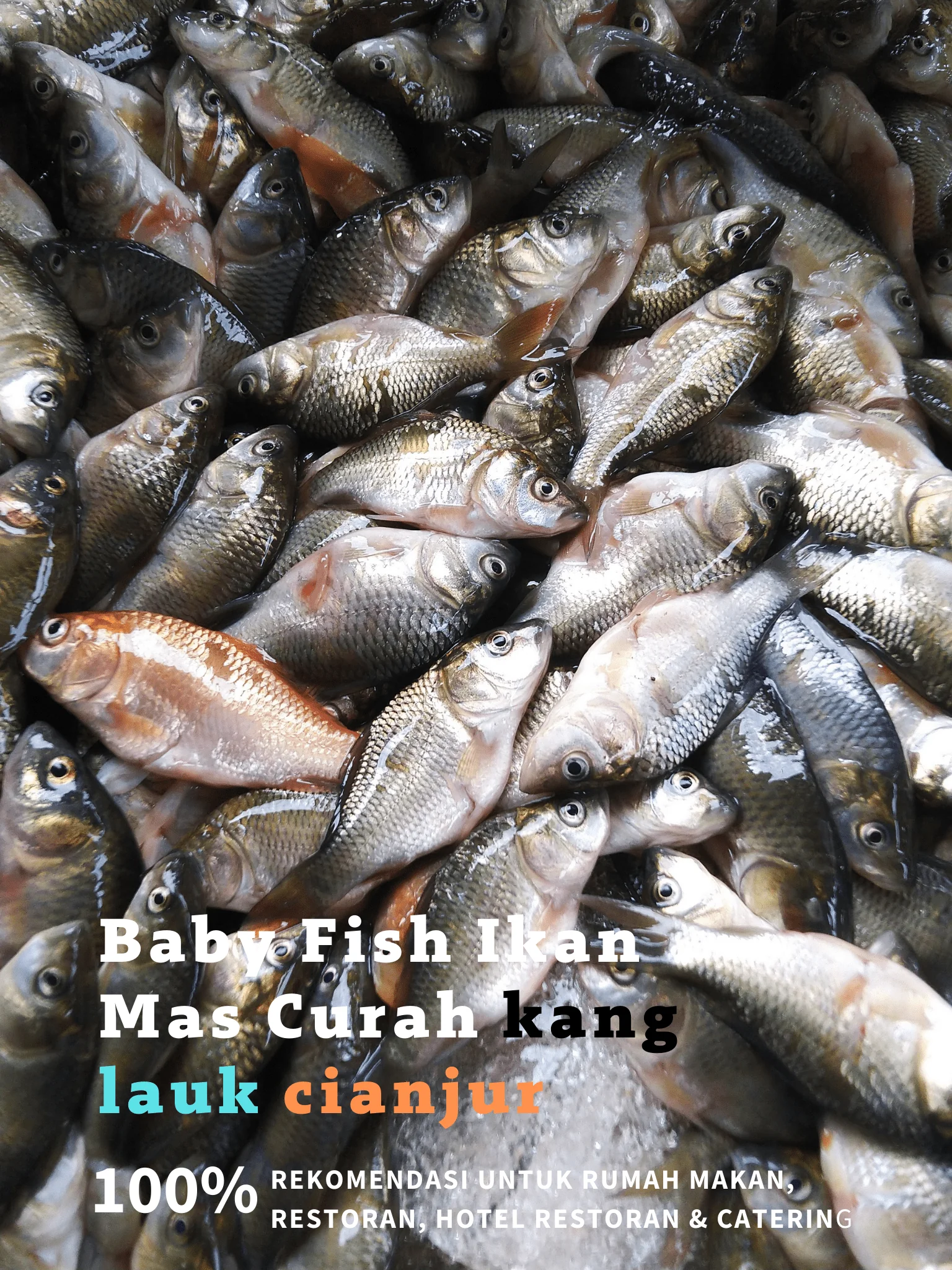 Ikan Balita (ikan mas)
