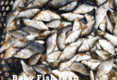 Ikan Balita (ikan mas)