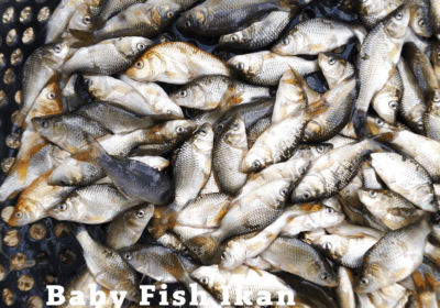 baby-fish-ikan-mas-curah-ikan-mas-balita-ikan-mas-curah-baby-fish.-min-1