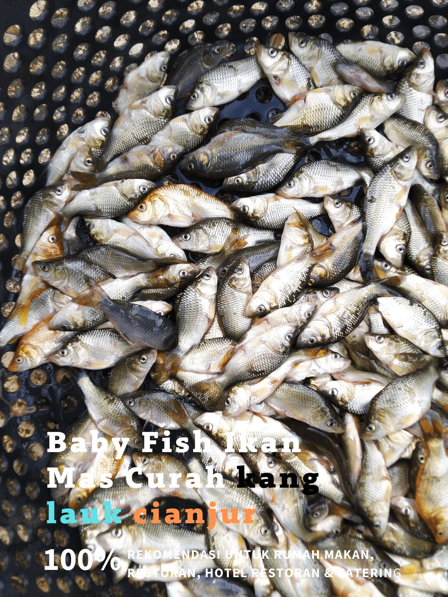 Ikan Balita (ikan mas)