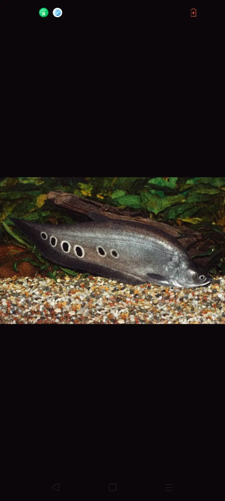 Ikan predator air tawar