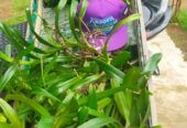Bunga Anggrek Kuku Macan Cabutan