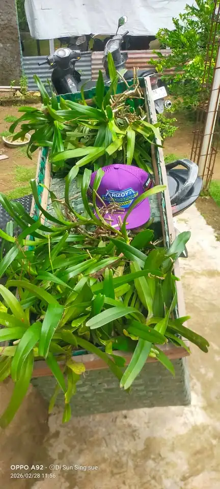 Bunga Anggrek Kuku Macan Cabutan