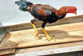 Ayam kampung jago