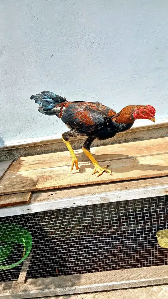 Ayam kampung jago