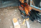 Ayam kampung jago