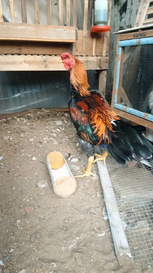 Ayam kampung jago