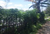 Bibit/ batang singkong
