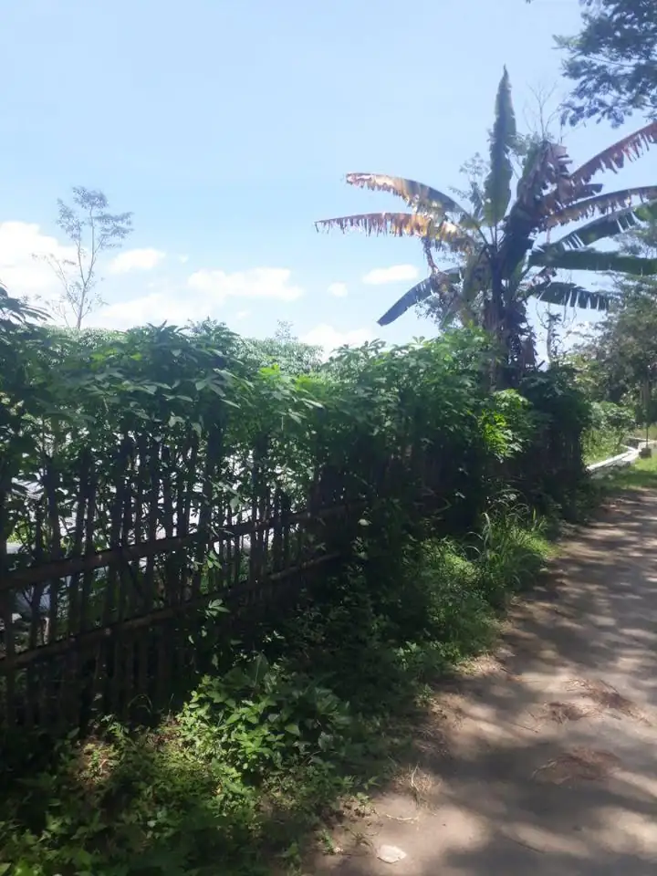 Bibit/ batang singkong