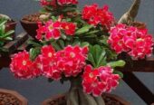 Paket 4 pohon dan bunya warna campur